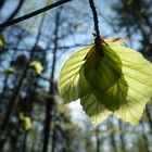 Anfang April im Wald