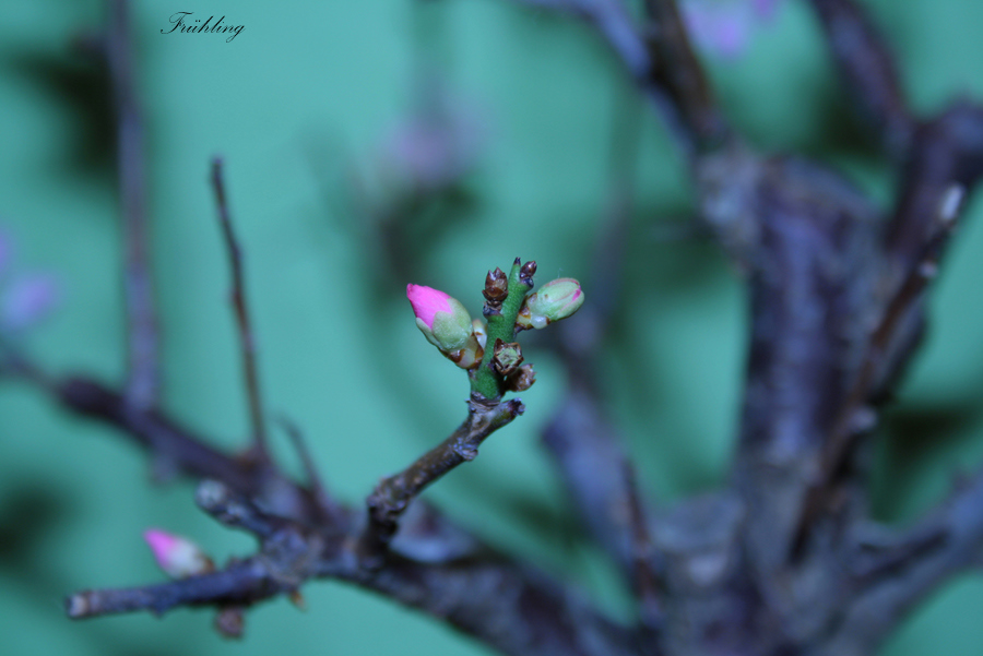 Anfang der Frühling