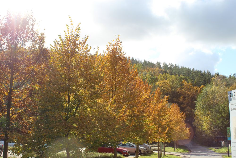 Anfang der Woche sah es noch so schön bunt aus