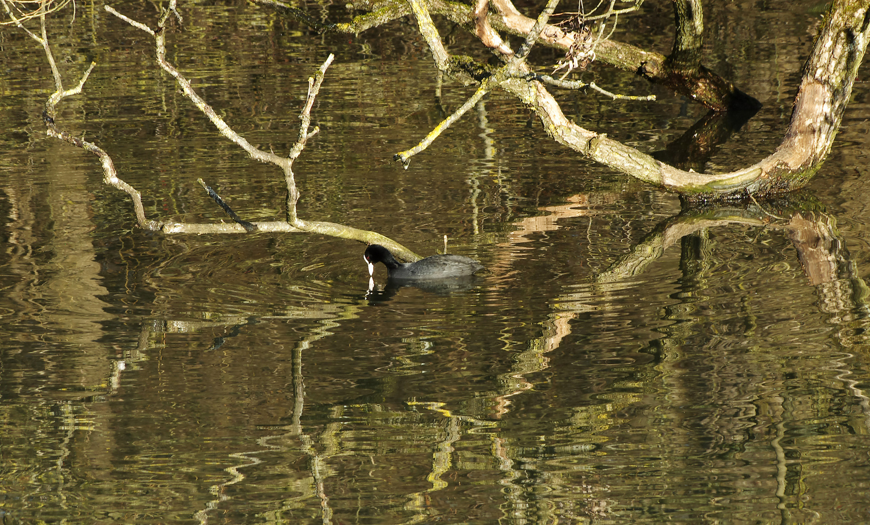 Anfang Februar am alten Neckar