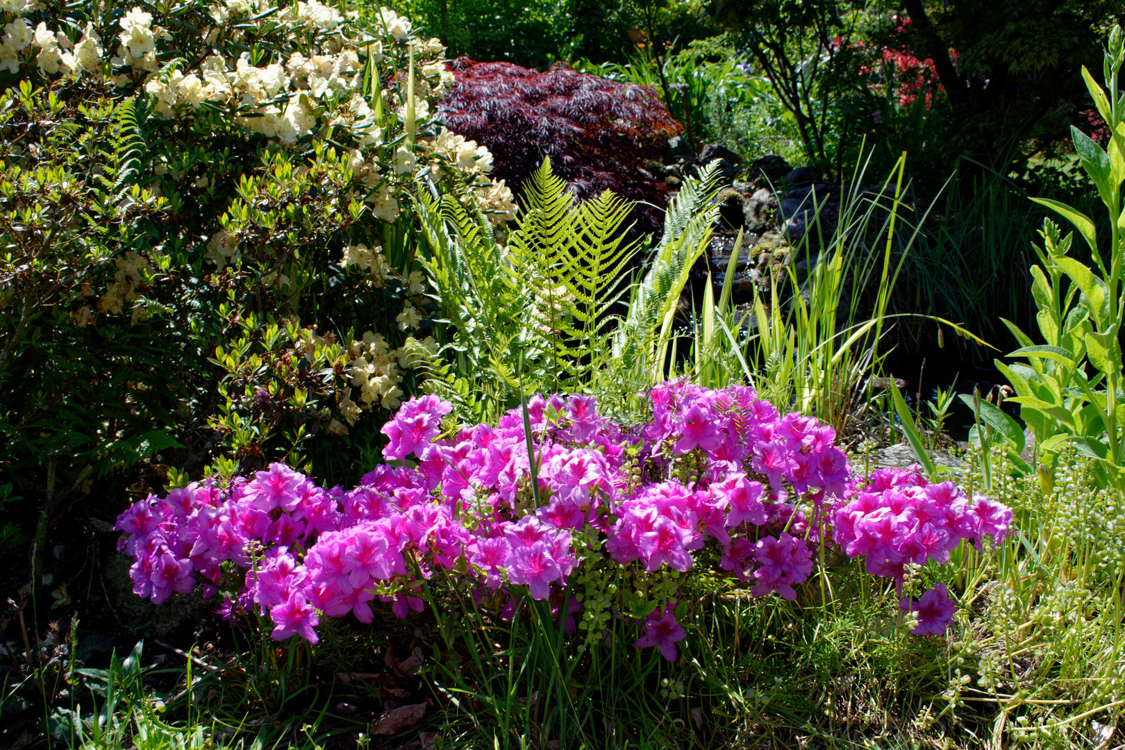 Anfang Juni im Garten: Azalee, Rhododendron und Ahorn
