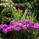 Anfang Juni im Garten: Azalee, Rhododendron und Ahorn