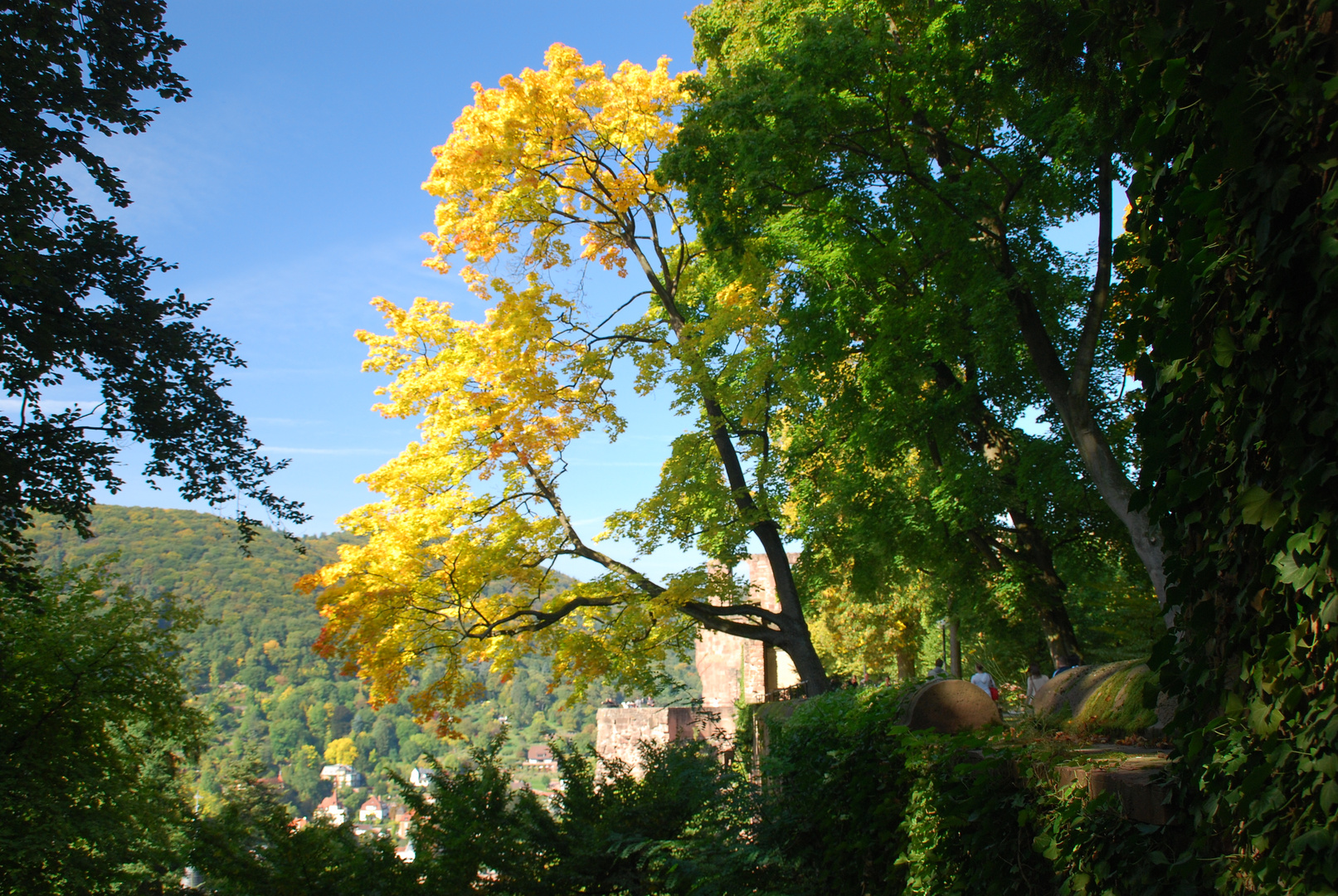 Anfang September im Park vom Heidelberger Schloss