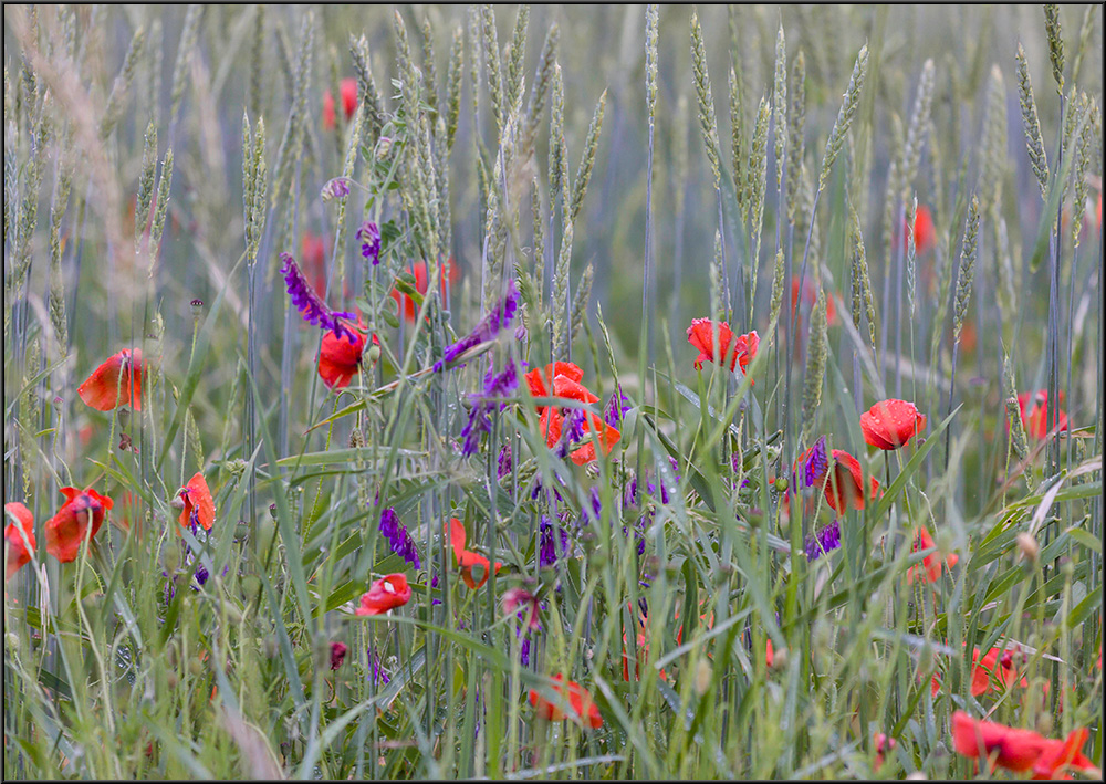 Anfang Sommer