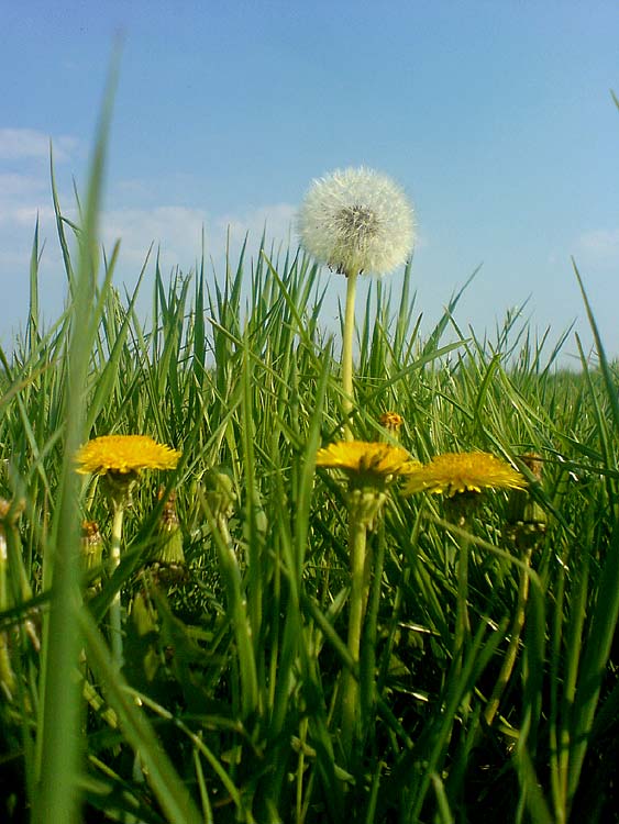 Anfang und Ende einer Löwenzahnblüte