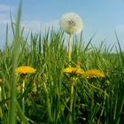 Anfang und Ende einer Löwenzahnblüte