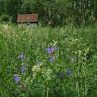 Anfang vom Tiefenbachtal