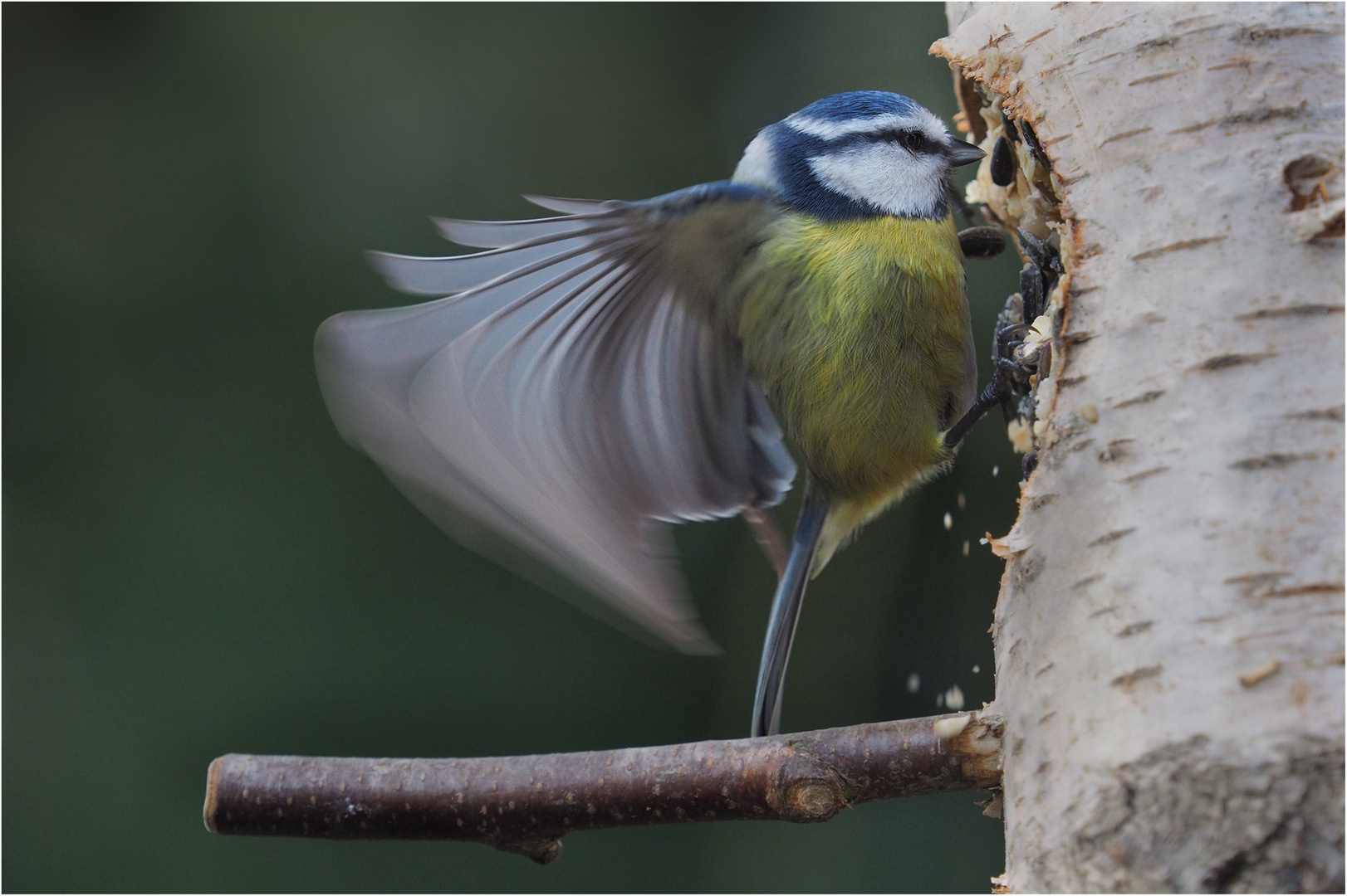 Anfliegen, bremsen und sofort lospicken.....