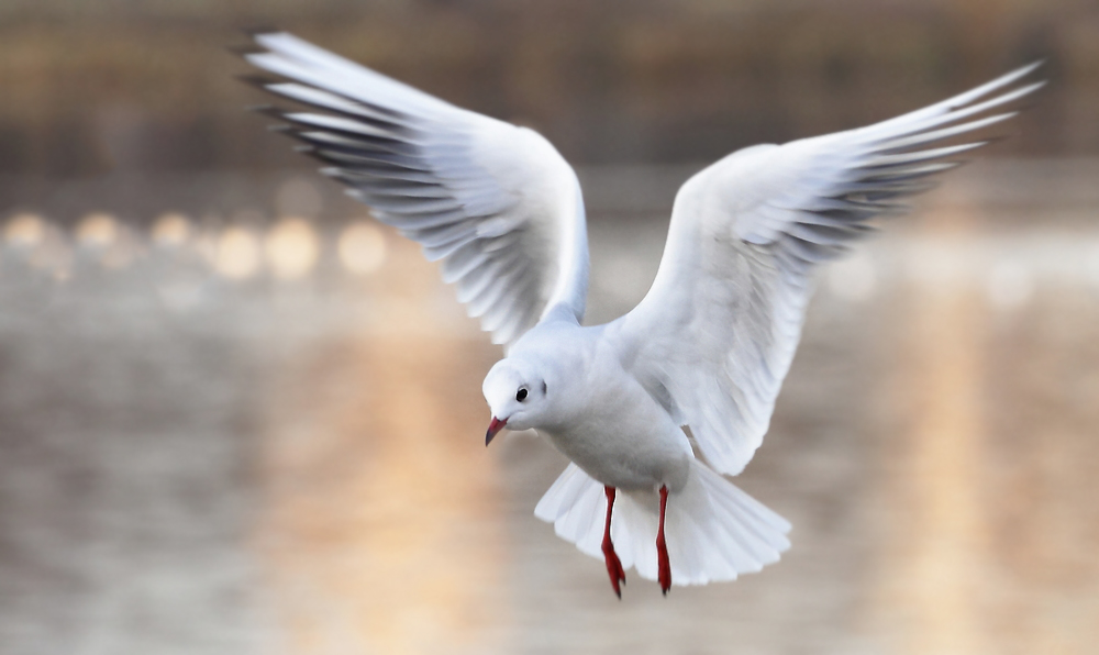 Anfliegende Lachmöwe