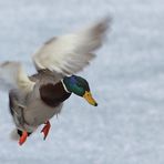 Anfliegende männliche Stockente