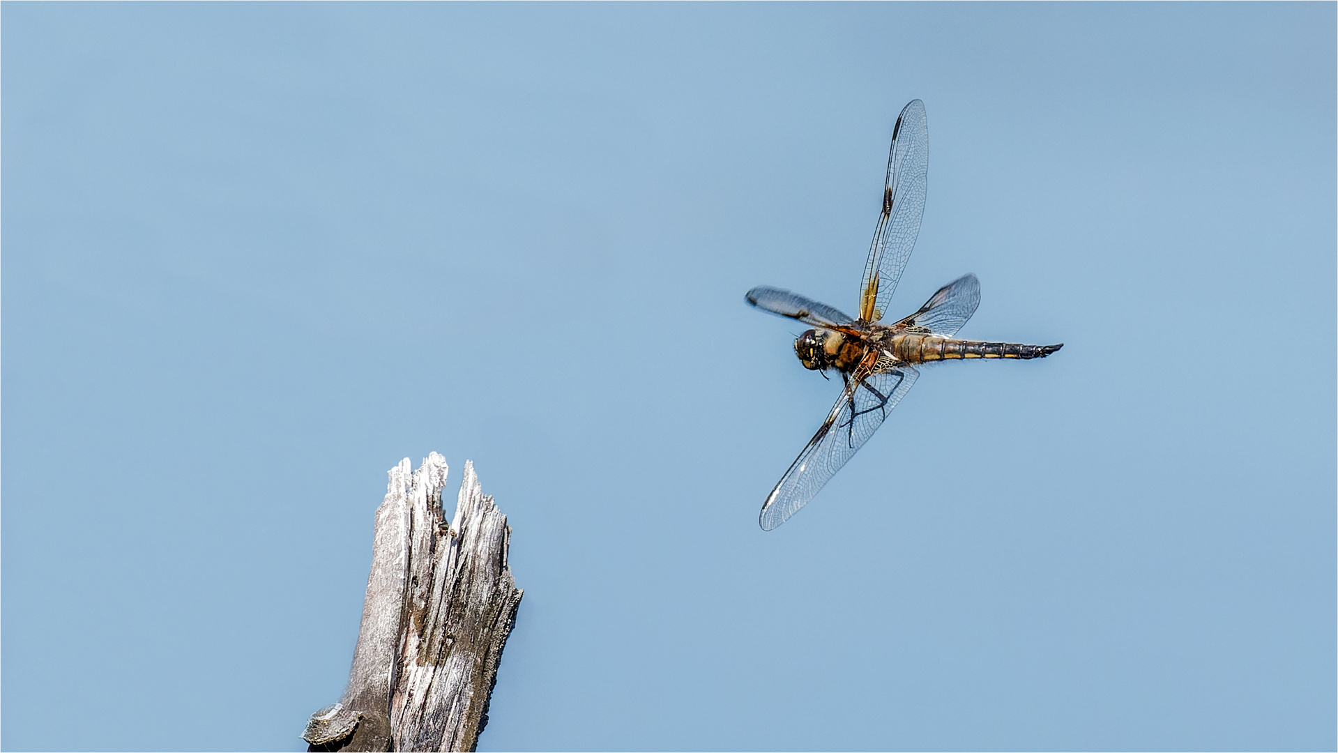 anfliegende Vierflecklibelle - Libelle la quadrimaculata -