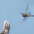 anfliegende Vierflecklibelle - Libelle la quadrimaculata -