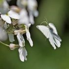  Anfliegender Kleiner Kohlweißling