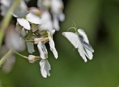  Anfliegender Kleiner Kohlweißling