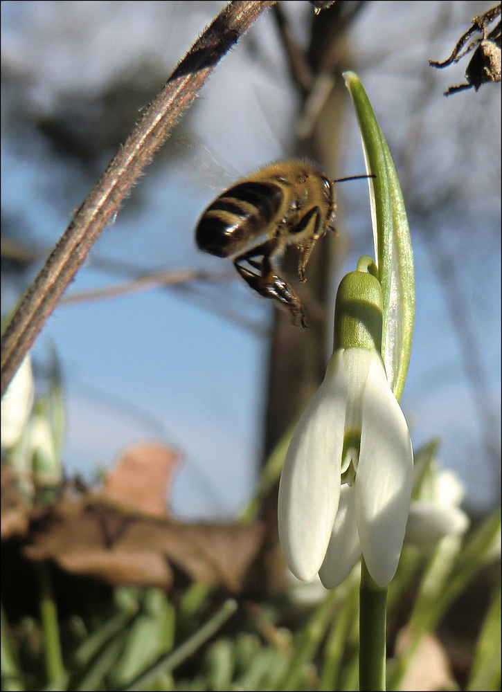 Anflug