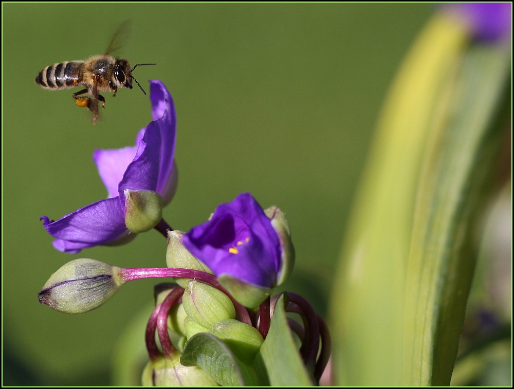 ... Anflug ...