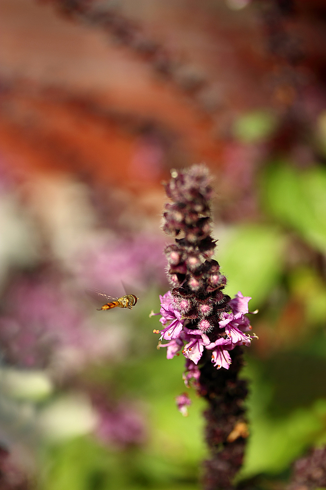 *Anflug* 13092014