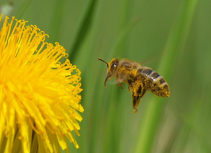 Anflug...