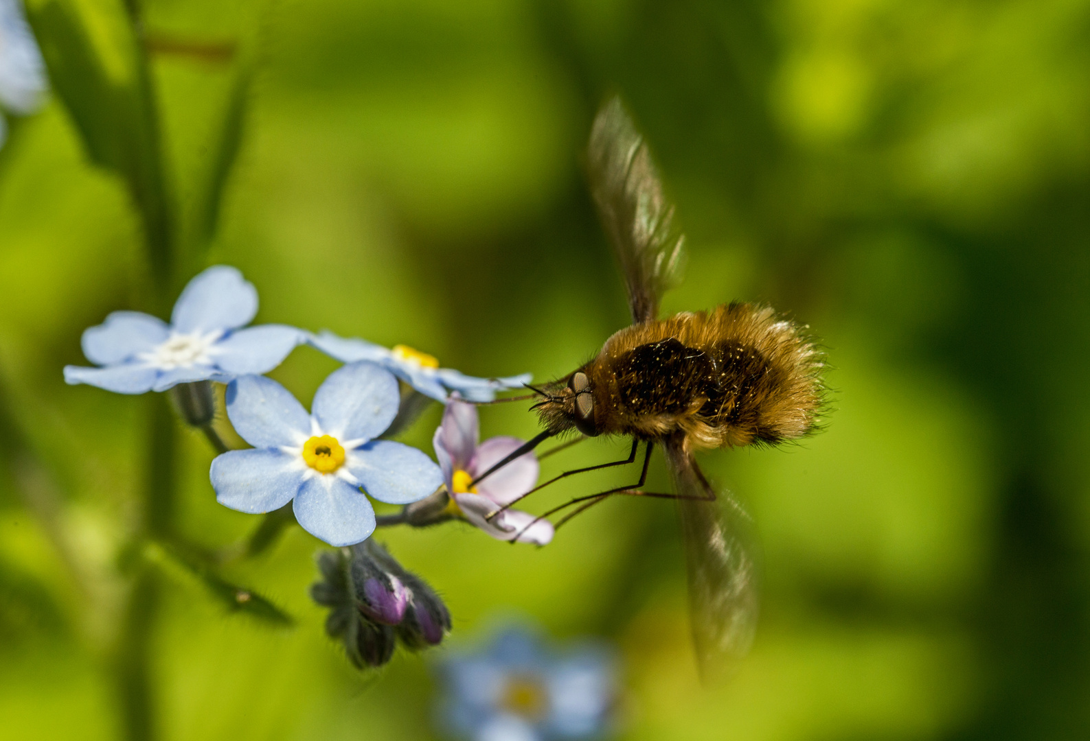 Anflug