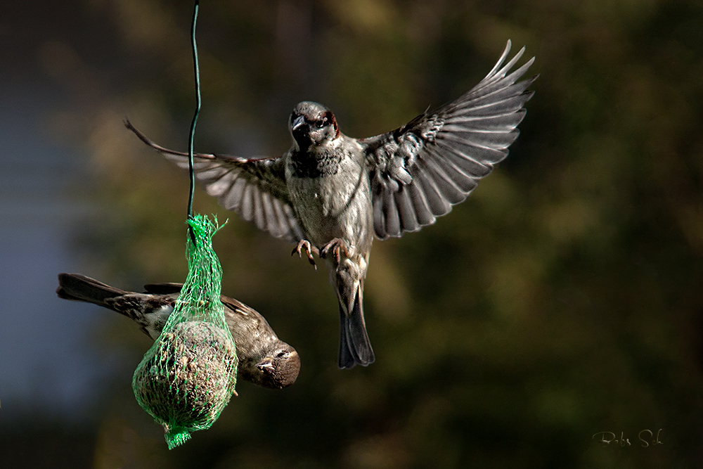 Anflug...