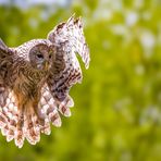 Anflug / Approach (0824)