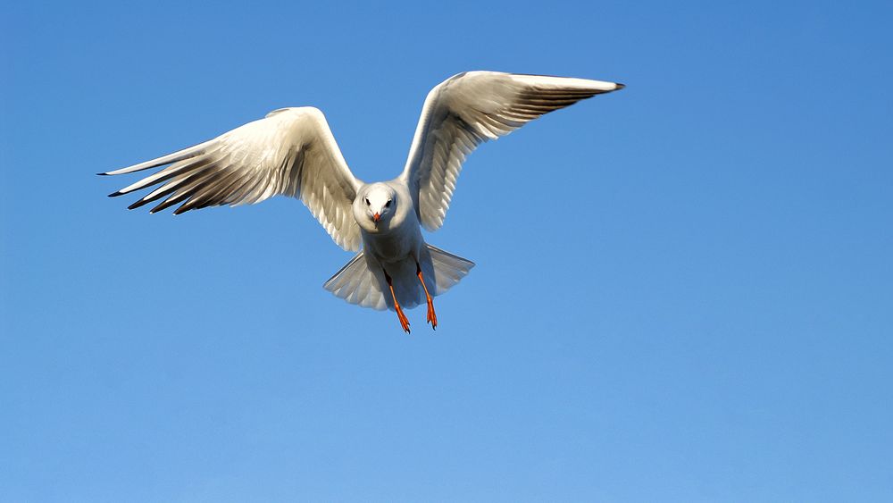 Anflug auf .....