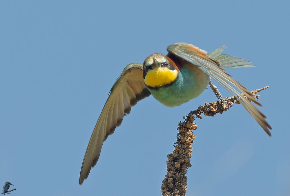 Anflug auf Augenhöhe