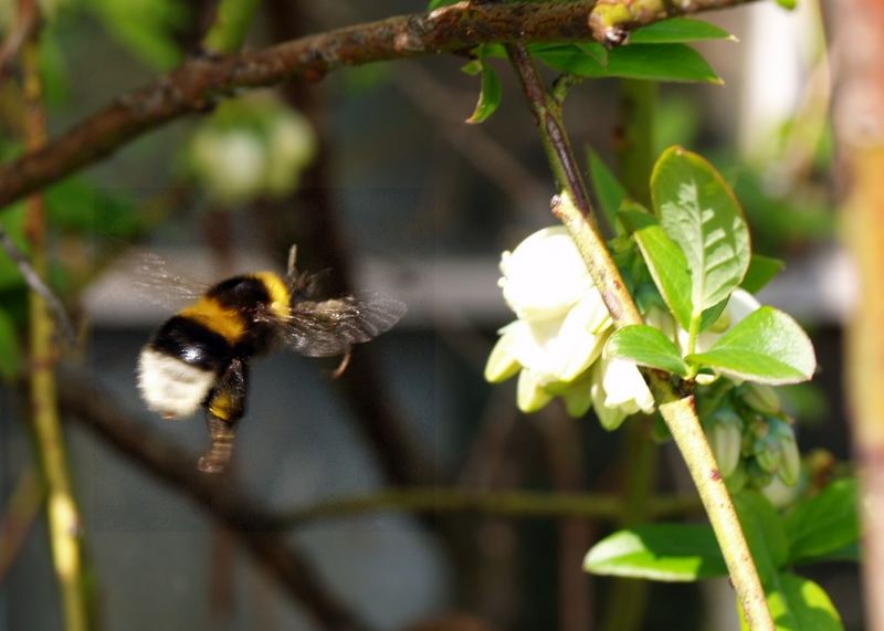 Anflug auf Blaubeerblüten