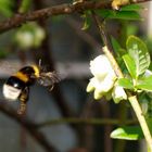 Anflug auf Blaubeerblüten