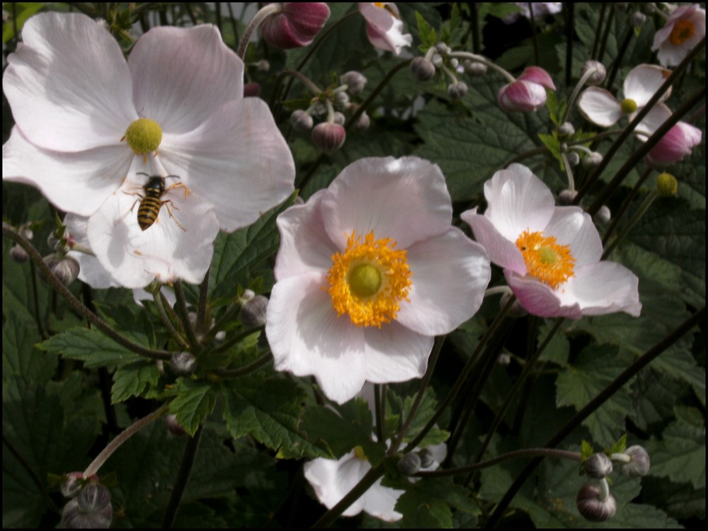 Anflug auf Blume