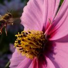 Anflug auf Blume