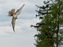 Anflug auf das Federspiel.....