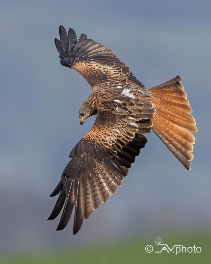 "Anflug auf den Acker" 