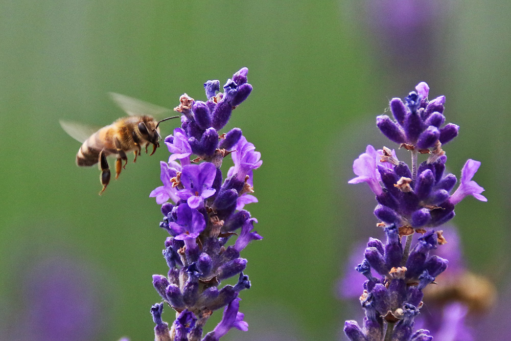 Anflug auf den begehrten Lavendel