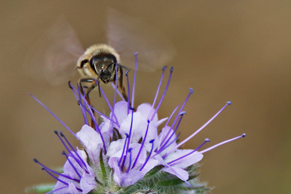 Anflug auf den "Bienenfreund"