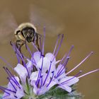 Anflug auf den "Bienenfreund"