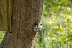 Anflug auf den Bienenstock