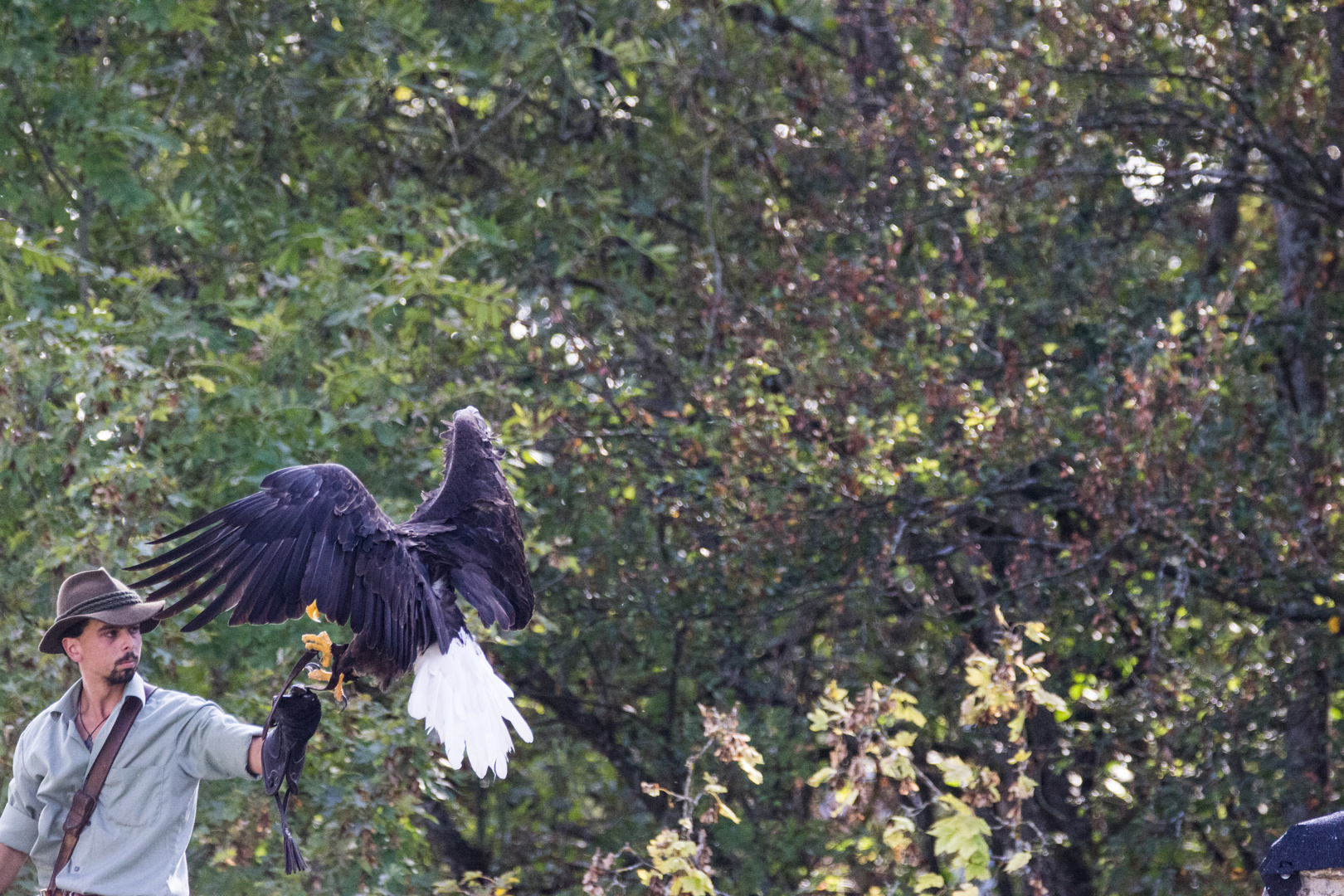 Anflug auf den Falkner