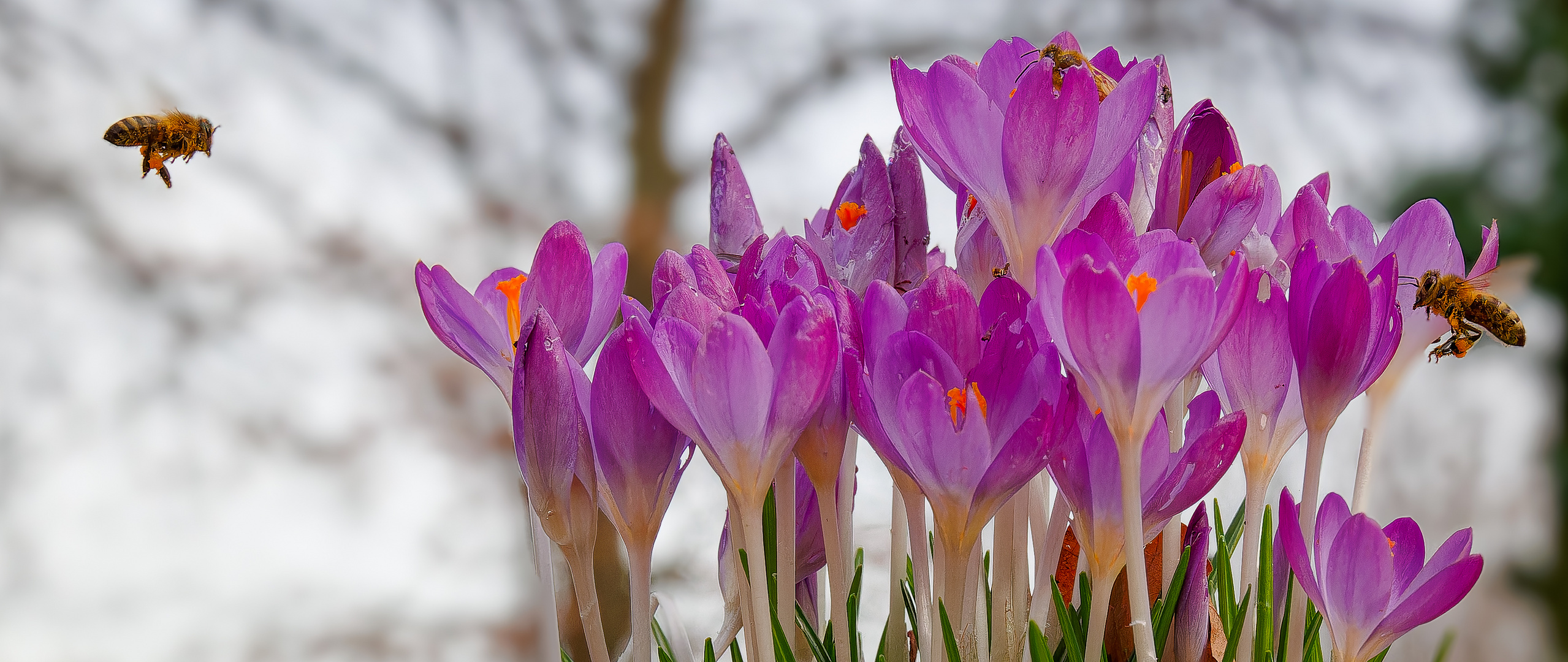 Anflug auf den Frühling