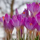 Anflug auf den Frühling