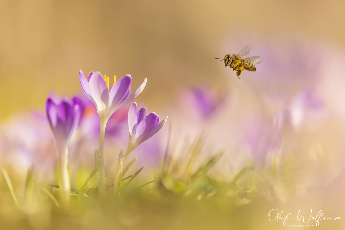 Anflug auf den Frühling