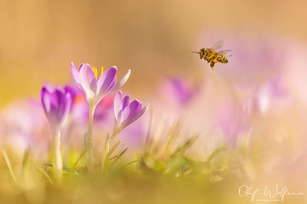 Anflug auf den Frühling