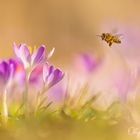 Anflug auf den Frühling