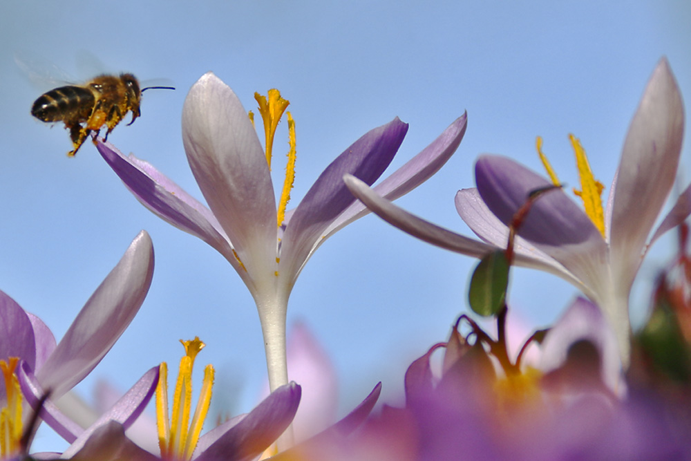 Anflug auf den größten Krokus.....