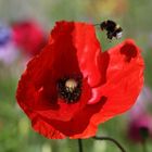 anflug auf den Mohn