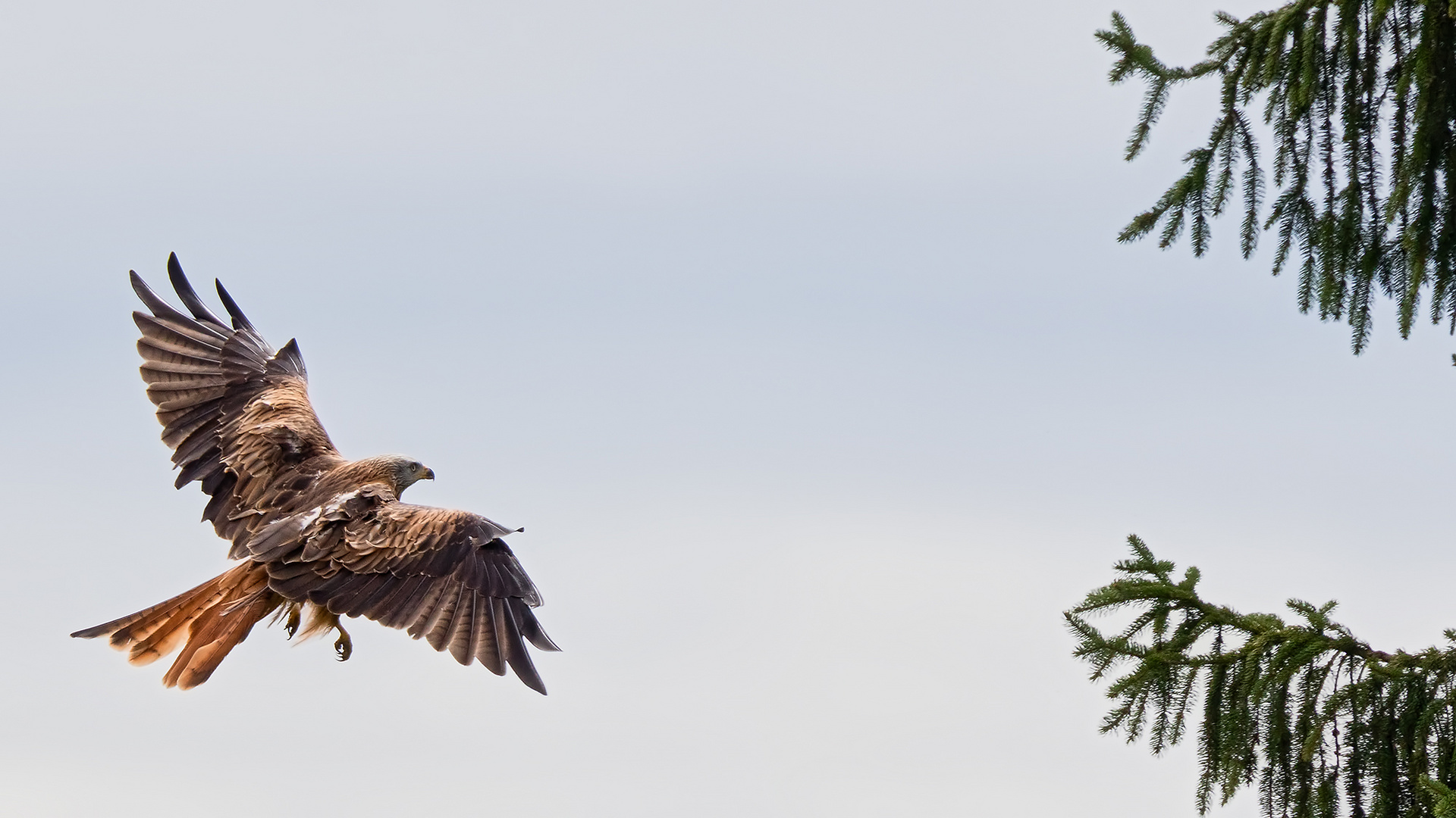 Anflug auf den Ruhebaum (II)