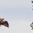 Anflug auf den Ruhebaum (II)