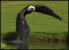 - Anflug auf den Teich -