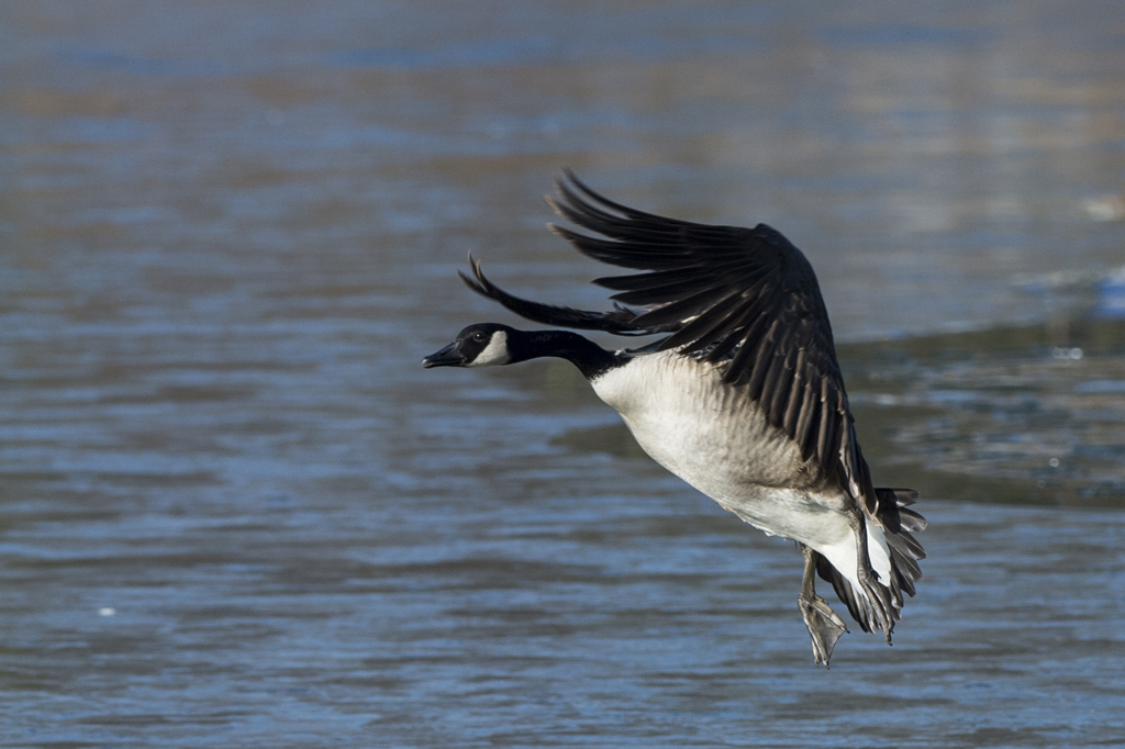 Anflug auf den zugefrorenen Teich