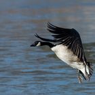 Anflug auf den zugefrorenen Teich